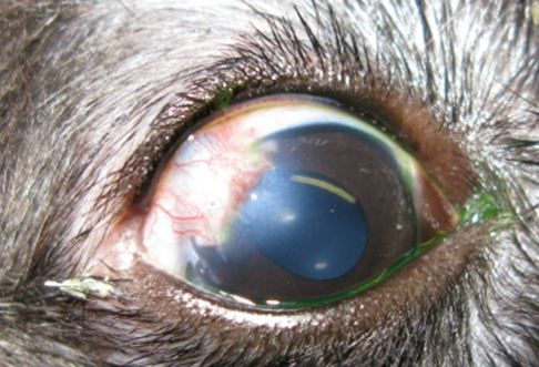 Right eye 10 days after surgical repair and conjunctival grafting. 